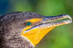 Двойной crested портрет крупного плана баклана След американской змеешейки в национальном парке болотистых низменностей Флорида С стоковые фотографии rf Двойной crested портрет крупного плана баклана След американской змеешейки в национальном парке болотистых низменностей Флорида С стоковые фотографии rf