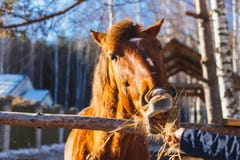 Девушка дает красное сено лошади с протягиванными руками стоковое изображение rf Девушка дает красное сено лошади с протягиванными руками стоковое изображение rf