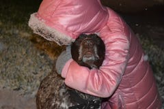 Девушка играя с коричневой немецкой собакой shorthaired указателя, снег зимы Красота, млекопитающее стоковое изображение rf Девушка играя с коричневой немецкой собакой shorthaired указателя, снег зимы Красота, млекопитающее стоковое изображение rf