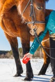 Девушка чистит ногу щеткой лошади от волос и пыли стоковое изображение Девушка чистит ногу щеткой лошади от волос и пыли стоковое изображение