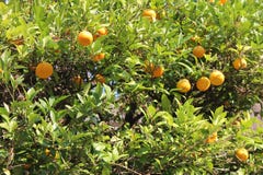 Дерево Tangerine со зрелым плодом стоковое фото rf Дерево Tangerine со зрелым плодом стоковое фото rf