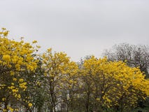 Дерево колокольчика в пасмурных dayBlooming цветках желтого золота цветков зацветая стоковые изображения Дерево колокольчика в пасмурных dayBlooming цветках желтого золота цветков зацветая стоковые изображения