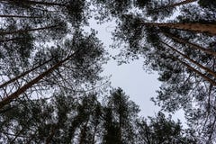 Деревья в небе стоковое фото rf Деревья в небе стоковое фото rf