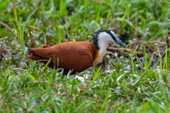 Африканская птица jacana стоковое фото rf Африканская птица jacana стоковое фото rf