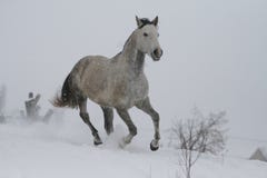 Арабская лошадь на холме наклона снега в зиме Жеребец крест между Trakehner и аравийскими породами стоковое изображение rf Арабская лошадь на холме наклона снега в зиме Жеребец крест между Trakehner и аравийскими породами стоковое изображение rf