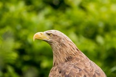 белизна орла albicilla замкнутая haliaeetus стоковые изображения rf белизна орла albicilla замкнутая haliaeetus стоковые изображения rf