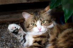 Белый и коричневый striped кот поднимая свою лапку стоковое фото Белый и коричневый striped кот поднимая свою лапку стоковое фото