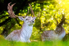 Близкий вверх ланей с впечатляющими antlers стоковые фото Близкий вверх ланей с впечатляющими antlers стоковые фото