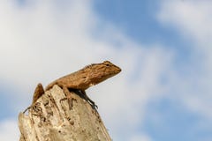 Восточные ящерицы сада стоковое фото Восточные ящерицы сада стоковое фото