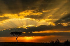 Восход солнца на Masai Mara, Кении, Африке стоковая фотография Восход солнца на Masai Mara, Кении, Африке стоковая фотография