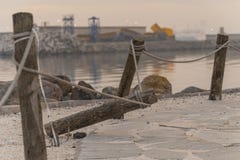 Веревочки связанные к дереву вокруг пляжа стоковые фото Веревочки связанные к дереву вокруг пляжа стоковые фото