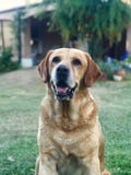 взгляд retriever задего щенка labrador собаки предпосылки серый стоковые изображения rf взгляд retriever задего щенка labrador собаки предпосылки серый стоковые изображения rf