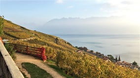 Взгляд террас Lavaux, озера Léman и гор на заднем плане, Швейцария стоковое фото Взгляд террас Lavaux, озера Léman и гор на заднем плане, Швейцария стоковое фото