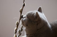 Взгляды кота шотландские прямые на хворостинах вербы стоковая фотография rf Взгляды кота шотландские прямые на хворостинах вербы стоковая фотография rf