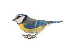 Голубая синица, caeruleus Cyanistes, изолированное на белой предпосылке стоковое фото rf Голубая синица, caeruleus Cyanistes, изолированное на белой предпосылке стоковое фото rf