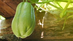 горькmNs gourd стоковое фото горькmNs gourd стоковое фото