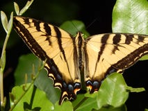 Гигантская бабочка Swallowtail тигра на зеленом цвете покидает высокое разрешение стоковое фото Гигантская бабочка Swallowtail тигра на зеленом цвете покидает высокое разрешение стоковое фото