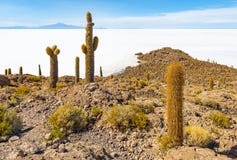 Гигантский кактус в квартире соли Uyuni, Боливия Atacama стоковое изображение Гигантский кактус в квартире соли Uyuni, Боливия Atacama стоковое изображение