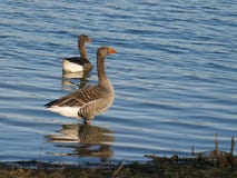 Гусыня Greylag, Anser Anser, готовя бечевник озера стоковая фотография rf Гусыня Greylag, Anser Anser, готовя бечевник озера стоковая фотография rf
