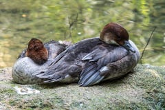 Евроазиатский wigeon, также известный как widgeon, Пенелопа Mareca на воде стоковое изображение Евроазиатский wigeon, также известный как widgeon, Пенелопа Mareca на воде стоковое изображение