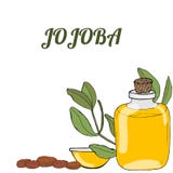 Жожоба шаблона иллюстрация вектора Жожоба шаблона иллюстрация вектора