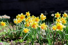 Желтая предпосылка daffodils свежей и белой весны растя зацветая daffodil в саде, солнечной погоде весны стоковое изображение Желтая предпосылка daffodils свежей и белой весны растя зацветая daffodil в саде, солнечной погоде весны стоковое изображение