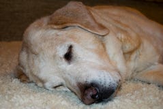 Желтые labrador retriever speeps мирно стоковое изображение rf Желтые labrador retriever speeps мирно стоковое изображение rf