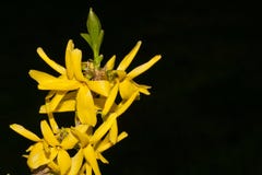 Желтый forsythia зацветая весной во вспышке стоковая фотография Желтый forsythia зацветая весной во вспышке стоковая фотография
