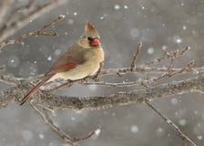 Женские северные кардинальные cardinalis Cardinalis садить на насест в шторме снега стоковое фото Женские северные кардинальные cardinalis Cardinalis садить на насест в шторме снега стоковое фото
