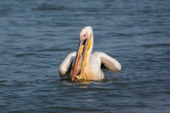 Живая природа: bigbird - общий пеликан есть bigfish стоковое изображение rf Живая природа: bigbird - общий пеликан есть bigfish стоковое изображение rf
