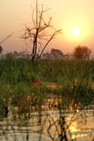 Заход солнца в перепаде Okavango стоковая фотография Заход солнца в перепаде Okavango стоковая фотография