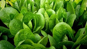 Зеленое растение oleracea индийского шпината стоковые фото Зеленое растение oleracea индийского шпината стоковые фото