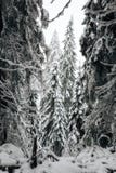 Зима в Финляндии предусматривала в снеге стоковая фотография rf Зима в Финляндии предусматривала в снеге стоковая фотография rf