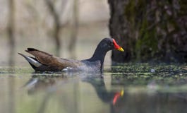 Зрелое общее плавание камышницы на поверхности чистой воды деревянного озера стоковое изображение Зрелое общее плавание камышницы на поверхности чистой воды деревянного озера стоковое изображение