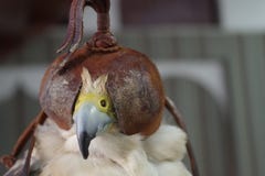 Изображение конца-вверх носить сокола кожаные клобуки стоковая фотография rf Изображение конца-вверх носить сокола кожаные клобуки стоковая фотография rf
