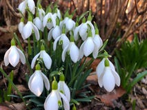 Конец-вверх snowdrops весны в саде с предпосылкой мягк-фокуса стоковое изображение rf Конец-вверх snowdrops весны в саде с предпосылкой мягк-фокуса стоковое изображение rf