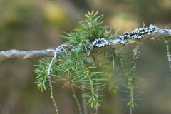 Конец-вверх ветви сосны, дерево, зеленый цвет стоковое фото Конец-вверх ветви сосны, дерево, зеленый цвет стоковое фото