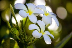 Конец-вверх цветков Plumeria в Гаваи стоковые фото Конец-вверх цветков Plumeria в Гаваи стоковые фото
