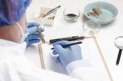 Концепция laboraty и испытывая новых семян Человек как профессиональный ассистент лаборатории работая с различными видами семян и стоковое изображение rf Концепция laboraty и испытывая новых семян Человек как профессиональный ассистент лаборатории работая с различными видами семян и стоковое изображение rf
