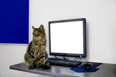 Кот, предпосылка, белизна, ноутбук, классн классный, милое, текст, котенок, реклама, чернота, киска, милый, красивый, пустая, пон стоковые изображения rf Кот, предпосылка, белизна, ноутбук, классн классный, милое, текст, котенок, реклама, чернота, киска, милый, красивый, пустая, пон стоковые изображения rf