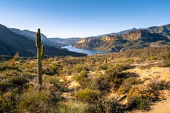 Кактус Saguaro на земле deesert обозревая озеро апаш стоковые изображения rf Кактус Saguaro на земле deesert обозревая озеро апаш стоковые изображения rf