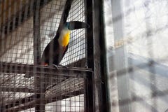 Канал-представленное счет toucan vitellinus Ramphastos стоковые изображения rf Канал-представленное счет toucan vitellinus Ramphastos стоковые изображения rf