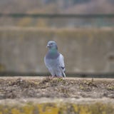 Красивое дикое pidgeon стоковая фотография Красивое дикое pidgeon стоковая фотография