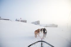 Красивая 6 собак изобилует вытягивать скелетон Сфотографированный от сидеть в перспективе скелетона Потеха, здоровый спорт зимы н стоковые фото Красивая 6 собак изобилует вытягивать скелетон Сфотографированный от сидеть в перспективе скелетона Потеха, здоровый спорт зимы н стоковые фото