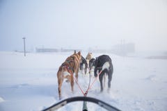 Красивая 6 собак изобилует вытягивать скелетон Сфотографированный от сидеть в перспективе скелетона Потеха, здоровый спорт зимы н стоковая фотография rf Красивая 6 собак изобилует вытягивать скелетон Сфотографированный от сидеть в перспективе скелетона Потеха, здоровый спорт зимы н стоковая фотография rf