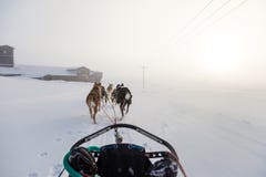 Красивая 6 собак изобилует вытягивать скелетон Сфотографированный от сидеть в перспективе скелетона Потеха, здоровый спорт зимы н стоковые изображения rf Красивая 6 собак изобилует вытягивать скелетон Сфотографированный от сидеть в перспективе скелетона Потеха, здоровый спорт зимы н стоковые изображения rf