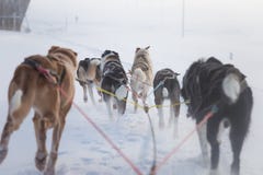 Красивая 6 собак изобилует вытягивать скелетон Сфотографированный от сидеть в перспективе скелетона Потеха, здоровый спорт зимы н стоковое изображение Красивая 6 собак изобилует вытягивать скелетон Сфотографированный от сидеть в перспективе скелетона Потеха, здоровый спорт зимы н стоковое изображение
