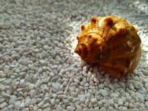 Красивая раковина моря на небольших белых мраморных обломоках стоковые изображения Красивая раковина моря на небольших белых мраморных обломоках стоковые изображения