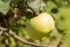 Красивые зрелые очень вкусные яблоки на ветви дерева в саде лета стоковое фото rf Красивые зрелые очень вкусные яблоки на ветви дерева в саде лета стоковое фото rf
