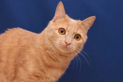 Красный кот на голубой предпосылке стоковое фото rf Красный кот на голубой предпосылке стоковое фото rf